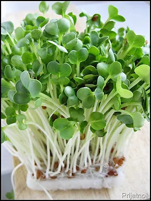 Organic Sprouting Seeds  Radish Daikon / White  40gm • £2.69