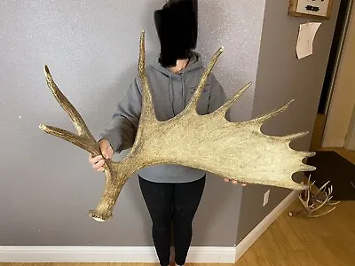 HUGE Moose Shed Antler Horns IDAHO Taxidermy Mount Carving Wild Huge BIG • $399.99