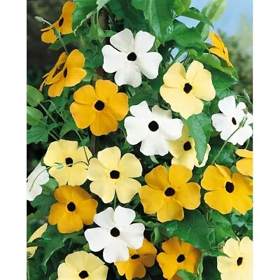 Thunbergia Alata Mix Black Eyed Susan Vine 20 Seeds • $2.75