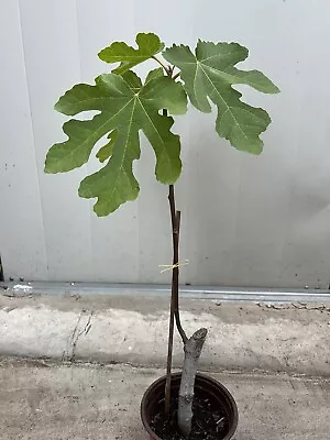 Rooted Fig Fruit Tree Cutting 17” With Pot Live Plant Ready To Plant • $39.99