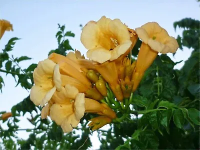 Yellow Trumpet Creeper {Campsis Radicans Var. Flava} 80+ Seeds Free Shipping! • $2.79