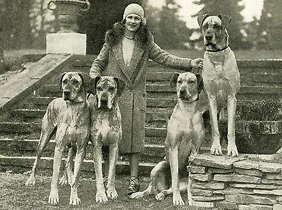 Great Dane Vintage Image Lady And Dogs Lovely Dog Greetings Note Card • $3.11