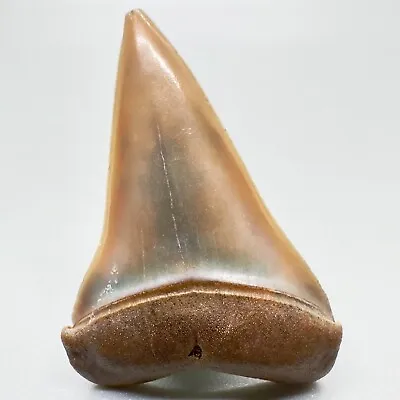 Colorful Pink/Gray 1.65  Fossil EXTINCT MAKO Shark Tooth - Peru • $49