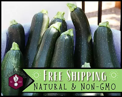 45+ Zucchini Squash Seeds [Black Beauty] Heirloom Vegetable Garden Seed USA • $5.99