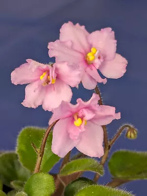 African Violet * LITTLE Emily * Miniature 2001 G. Durand Heat Pack • $8.50