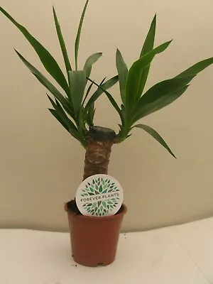 1 X Quality Indoor  Yucca Elephantipe Evergreen House Plant Free P&p • £114.98