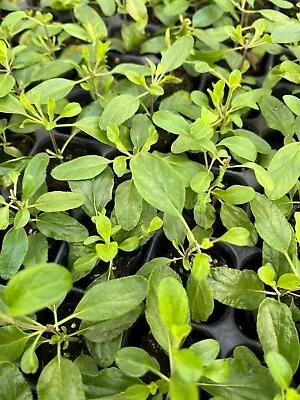 Salvia - 4cm Plug Plants - Various Varieties Available • £2.99