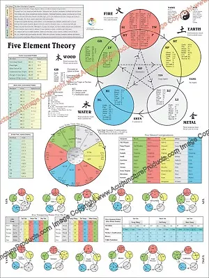 Color Five Elements Of Acupuncture Theory Points Poster 18  X 24  Chart • $18