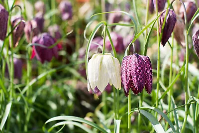 10x Fritillaria Meleagris Mixed Bulbs Perennial Spring Flowers Snakes Head Lily • £59.99