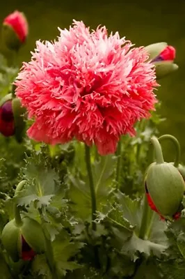 £1.99 • Buy Papaver Paeoniflorum Scarlet Oase (Peony Poppy) - 200 Seeds