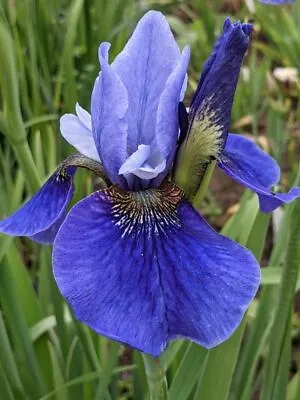£6 • Buy Iris Sibirica Lincolnshire Orpheus - Siberian Iris  