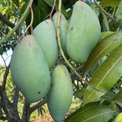 ​Totapuri Mango 2 Seeds | USA Seller | • $12.99