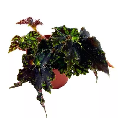 Begonia Unique 4 Inch Rhizomatous Dark Green Black Rhizo • $24.99