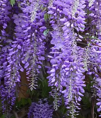 £10.60 • Buy Wisteria Sinensis Wisteria Seeds Suitable For Bonsai Garden Climber