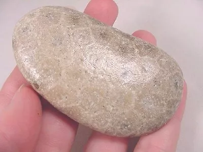 F832-C) Shiny Polished Petoskey Stone ANCIENT Coral Specimen Michigan State Rock • $22.99