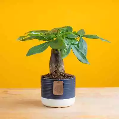 Costa Farms ZZ Plant Live Indoor Bright Light 12-Inches Tall Mini Money Tree • $52