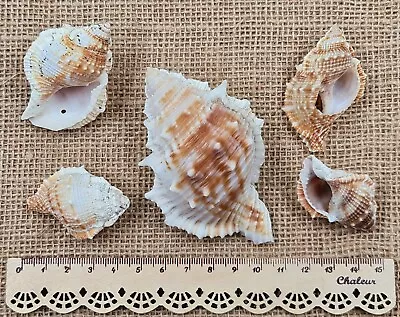 5 Seashells Conch Frog Shell Tropical Shells Craft Wedding Decor Aquarium Beach  • £1.99