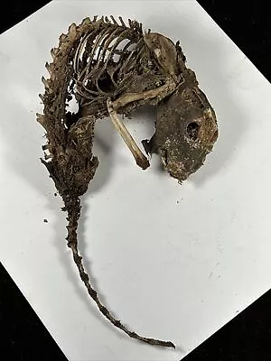 Cool Weird Oddity Unusual Mummified Petrified Gray Squirrel Taxidermy Animal • $55.50