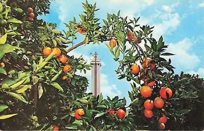 Beautiful Citrus Tower - Clermont Florida FL - PM 1962 Postcard • $1.99
