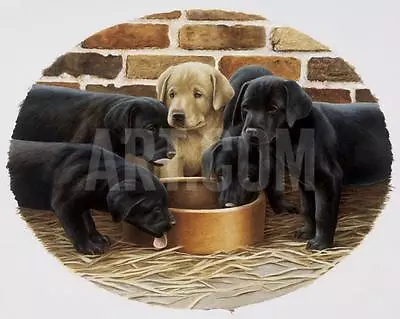 £33.50 • Buy Golden Girl By Nigel Hemming Art Print Labrador Black Yellow Lab Poster 24x30