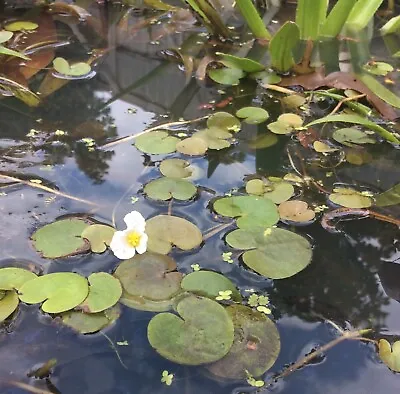 3x Frogbit Floating Pond Plant Turions/seeds Pond/aquarium  Uk Native • £7.55