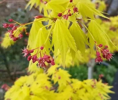 3 X Japanese Maple Shirasawanum Jordan Full Moon Acer Tree SEEDLINGS • £12.49