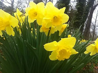 100 WILD DAFFODIL Bulbs LENT LILY BUTTERCUP  • $39.95