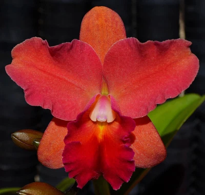 $9 • Buy Orchid -Cattleya Pot. (Bright Hawaii X Little Toshie) 'DW#1' X Blc. (Tokyo Magic