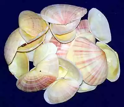 Bulk Sunrise Tellin Radiata Clam Half Seashells-1 -2  Approx 100 Shells 1/2 Lb. • $13.23