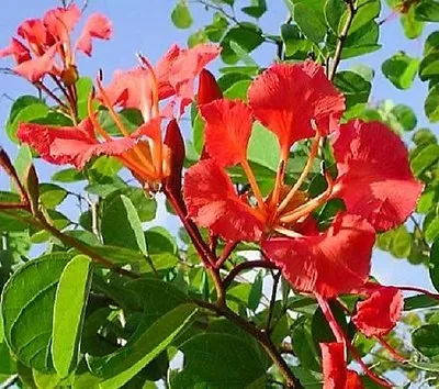 $4.50 • Buy FR005 'PRIDE Of DE KAAP' Bauhinia Galpinii 10 Seeds RED ORCHID / NASTURTIUM TREE