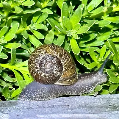 10 Large Live Land Garden Snail Pet Gros Gris Helix Aspersa Maxima Big Gray • $50.99