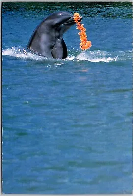 Postcard: Performing Dolphins At Kahala Hilton Honolulu Hawaii. Spectacul A206 • $3.49
