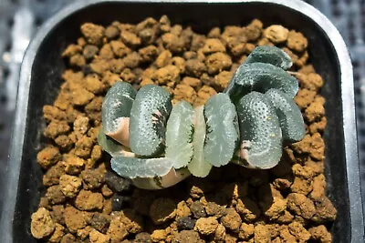 Succulent - Haworthia Truncata 'Ukimo' Variegated Offset • $50