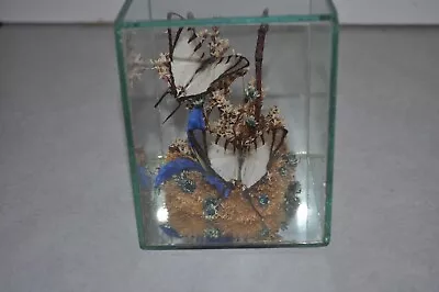Real Taxidermy Display Of Butterfly With Flowers In Glass Box • $30
