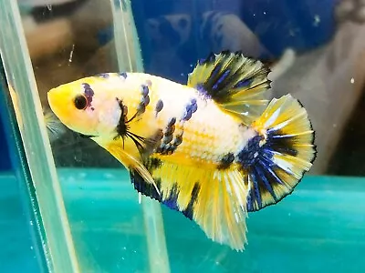 Live Betta Fish Giant FancyYellow Marble Male From Thailand Rare Item • $23.47