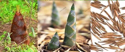 50+Giant Moso Bamboo Seeds Perennial Evergreen Grows Edible Bamboo Shoots USA • $4.38