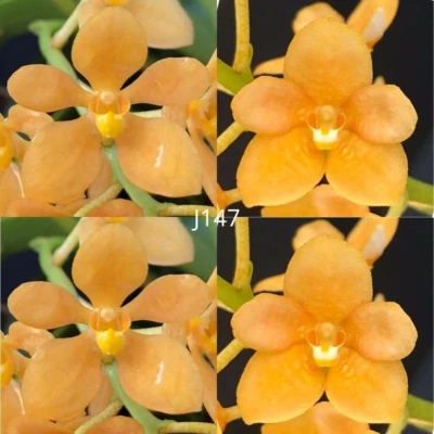 $13 • Buy Sarcochilus Orchid Seedling. J147 (Kulnura Duet 'Golden Spark' X Kulnura Khalees
