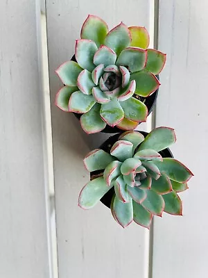 Echeveria Apus 60mm Pot • $7