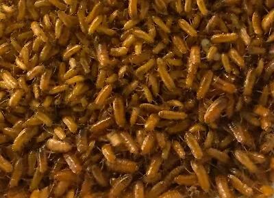 Small Red Runner Turkestan Feeder Roaches (1/4  +) Bulk Counts FAST SHIPPING • $46.99