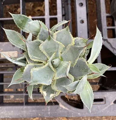 Agave Tradewinds Variegated With Multiple Offsets • $14.95