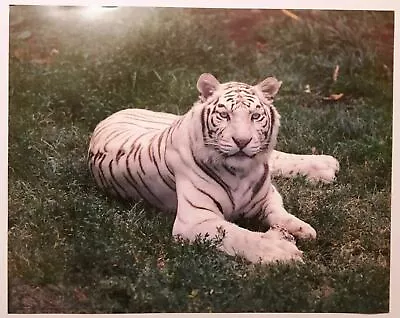 White Tiger Poster Print Lithograph Vintage Art PH464 John Chellman Zoo Litho • $11.99