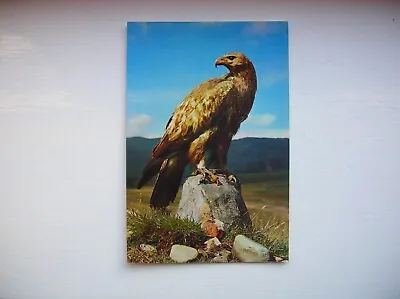 £1.99 • Buy Golden Eagle Postcard – Scotland. (J Arthur Dixon)
