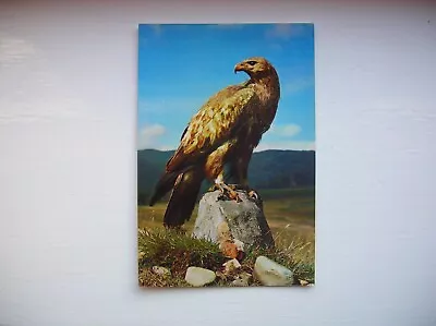 Golden Eagle Postcard – Scotland. (J Arthur Dixon) • £2.79