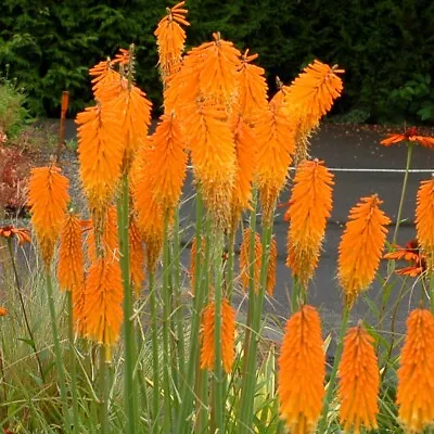 25 Mango Popscicl Torch Lily Hot Poker Flower Seeds Perennial Seed 822 US SELLER • $4.49