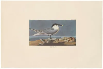 $100 • Buy Audubon Amsterdam Ed Double Elephant Folio Lithograph Pl 279 Sandwich Tern