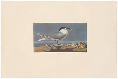 $100 • Buy Audubon Amsterdam Ed Double Elephant Folio Lithograph Pl 279 Sandwich Tern