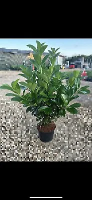 Cherry Laurel Hedging Plants X150 3FT FREE UK DELIVERY 🇬🇧 • £2000