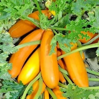 Yellow Courgette Plug Plants Pack Of 3  Atena Polka  Zucchini • £8.95