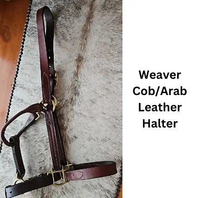 Weaver Cob - Arab Leather Halter Brass Fittings Med Oil With Chain Lead USED • $50.99