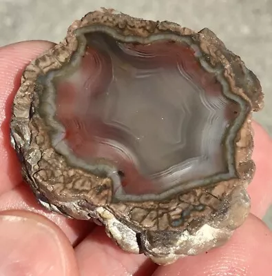 24g Baker Ranch Thunderegg Rough Agate Geode Collector Grade A+ New Mexico • $17